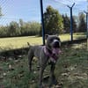 Draka