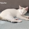 Peluche
