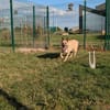 SIMBA