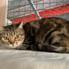 Minette