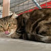 Minette