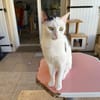 PERDITA