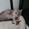 Chipie