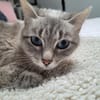 Chipie