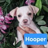 Hooper