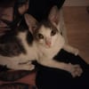 LOKI