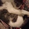 LOKI