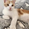 Junges Kater Duo Clarence und Golden