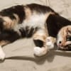 Zarte, hübsche Katzendame Lia