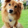 Rico - eine kleine Hundepersönlichkeit