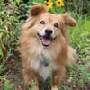 Rico - eine kleine Hundepersönlichkeit