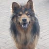 MISCHKA - ein Bild von einem Hund