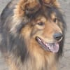 MISCHKA - ein Bild von einem Hund