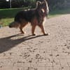 MISCHKA - ein Bild von einem Hund