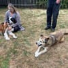 Menschenbezogene Rua sucht Zuhause