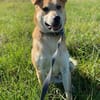 ein friedliebender Monty