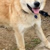 ein friedliebender Monty