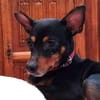 Toby13 sucht ein Zuhause