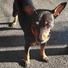 Toby13 sucht ein Zuhause