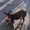 Toby13 sucht ein Zuhause