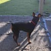 Toby13 sucht ein Zuhause