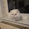 Perser Kater sucht neue Familie