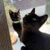 Marla & Marta Energie auf 8 Pfoten