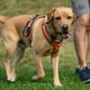 MR. SAM - bildhübscher Labrador-Bub