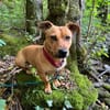 Luna ist ein Herzenshund