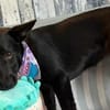 Olive sucht ein Zuhause