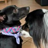 Olive sucht ein Zuhause