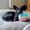 Olive sucht ein Zuhause