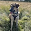 Miles - Junger Rüde sucht ein Zuhause