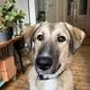 Miles - Junger Rüde sucht ein Zuhause