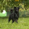 Blacky - junger unkomplizierter Rüde