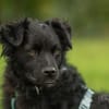 Blacky - junger unkomplizierter Rüde