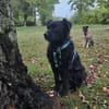 Blacky - junger unkomplizierter Rüde
