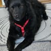 Blacky - junger unkomplizierter Rüde