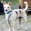 Oscar, freundlich, verspielt, offen