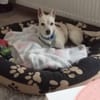 Oscar, freundlich, verspielt, offen