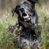BUBI BALOU - charmanter Herzensbrecher