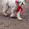 Flynn, Wuschel sucht Herzensmenschen