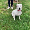 ROXIE