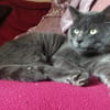 ROMEO PAB27778