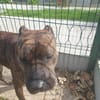 TAYSON QCN
