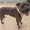 TAYSON QCN