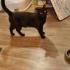 Wasabi
