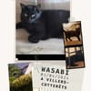 Wasabi