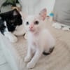 Lily Rose, l'adorable minette