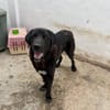 BOLO  (Animalea)